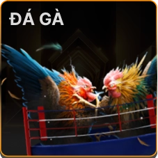 đá gà